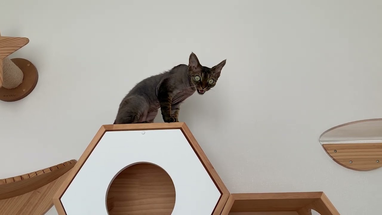デボンレックス子猫は高い所で何を考えているのでしょう(What is Devon Rex kitten thinking of at high places?)