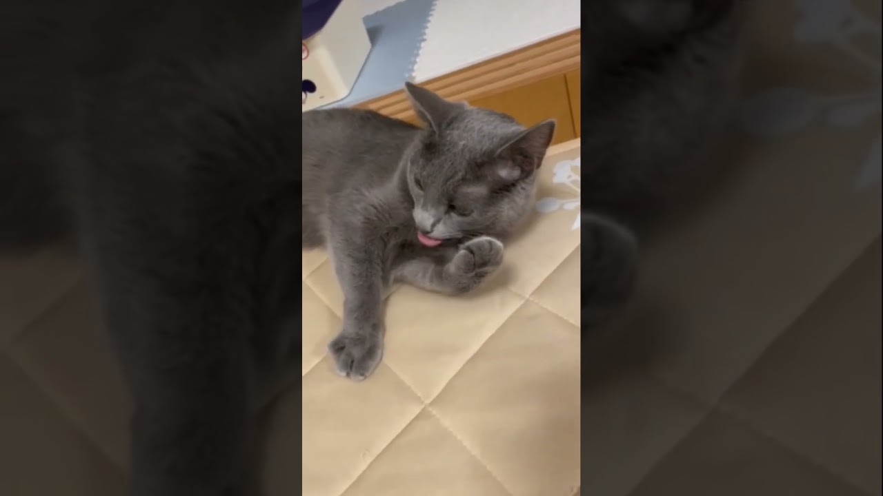 コロリンしながら肉球ペロペロ💛（ロシアンブルー）#shorts