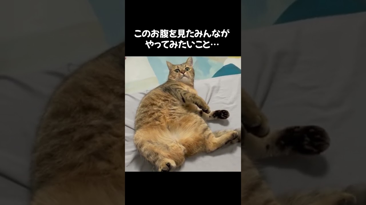 猫好きなら100％この行動で一致するであろう動き　#shorts