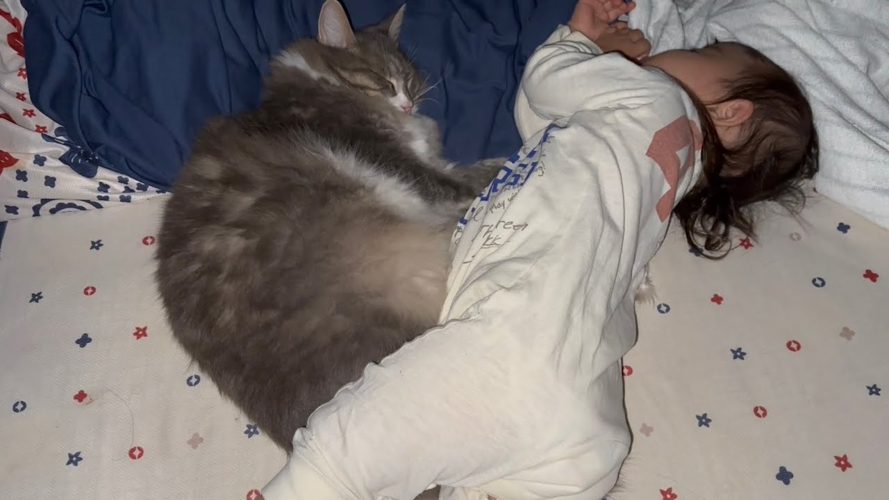 一歳児と並んで眠る猫　ノルウェージャンフォレストキャットCats sleeping side by side. Norwegian Forest Cat.