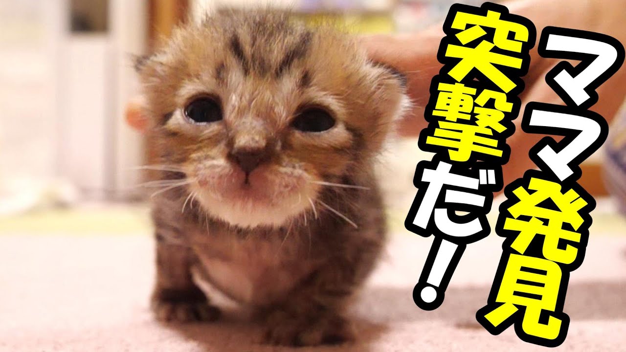 ママ発見！子猫が突撃してくる【赤ちゃん猫　保護猫】