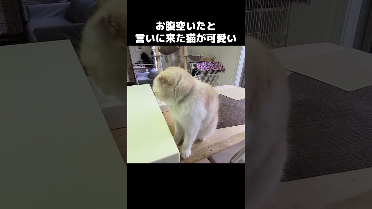 お腹空いたと言いにきた猫がかわいい...#shorts