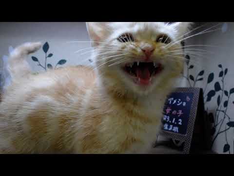 アメリカンショートヘアー　女の子