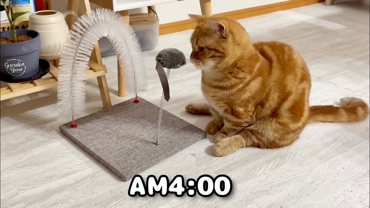 AM4:00。『びよんびよん！』という謎の音で目が覚めました #猫 #マンチカン