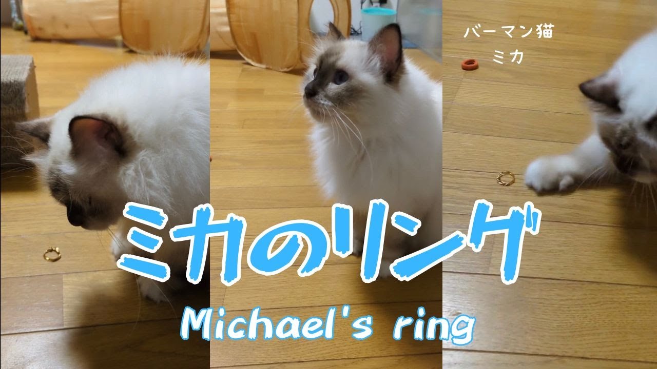 バーマン猫ミカ【ミカのリング】Michael's ring（バーマン猫）Birman/Cat
