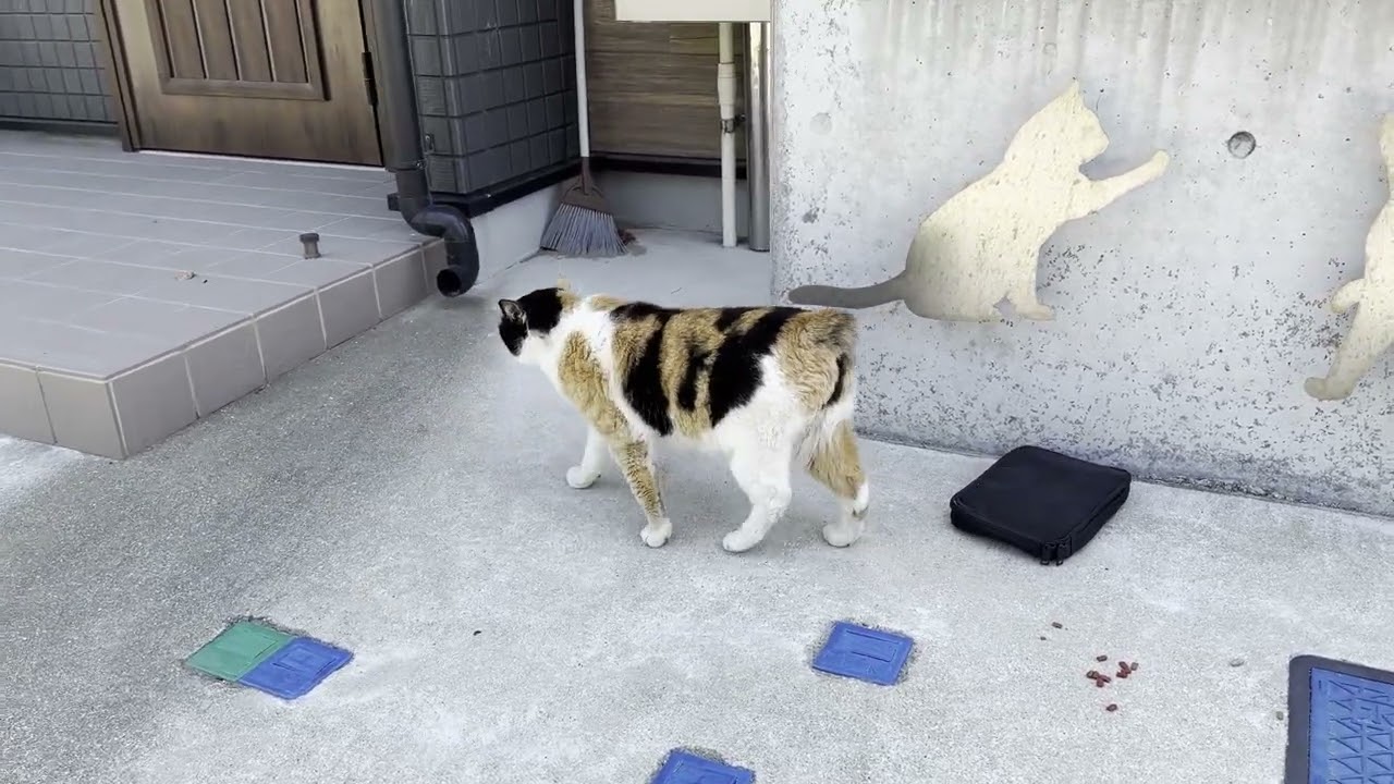 湯島　公民館の近くにいた尻尾の無い猫さん2　マンクス三毛猫？　Manx Calico?  #ランピー #アイアイ