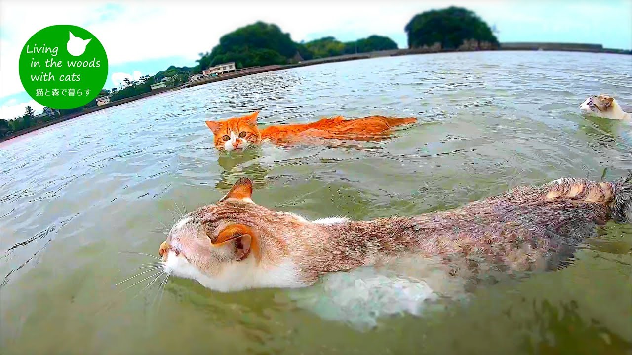 【水中映像あり！】３匹仲良く泳ぐ猫