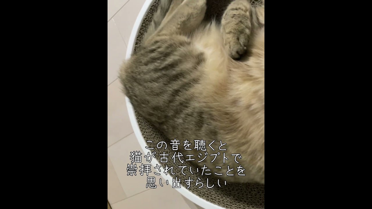 古代エジプトの記憶が蘇る猫　#shorts  #cat #creepy
