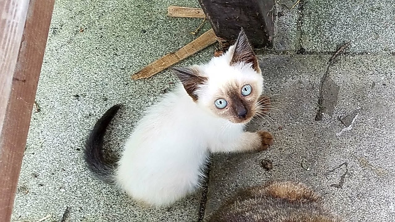 野良母猫に存分に甘える野良シャム子猫ちゃん😻