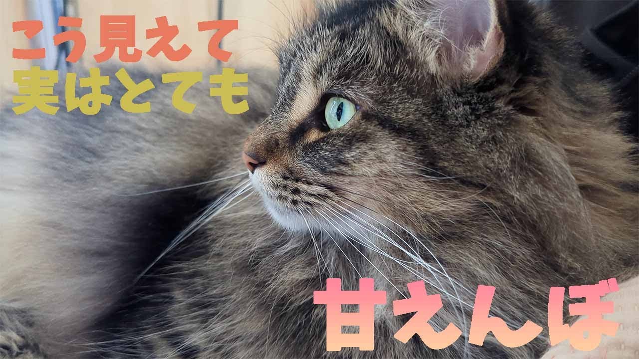 甘加速中！メインクーンがフミフミする姿は癒されます