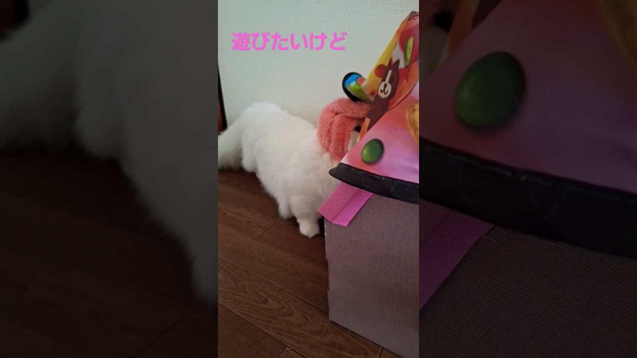 【オッドアイ幸せを呼ぶ猫】うさみみが気になって遊びに集中できない#猫#cat#白猫#キンカロー#shorts