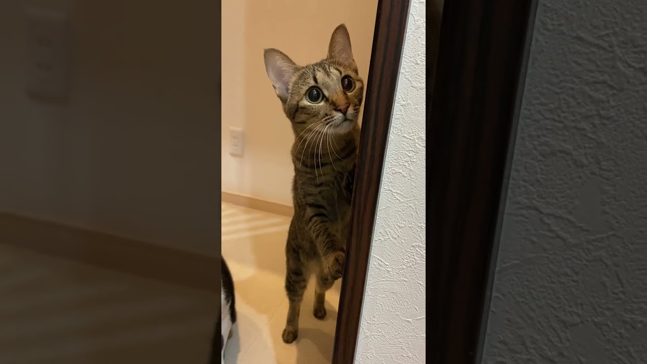 半日ぶりに帰ったら知らない人だと思われたｗ #Shorts