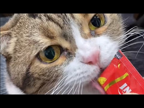 新年初ちゅーるを美味しそうに食べる猫達／マンチカン＆ラグドール＃shorts