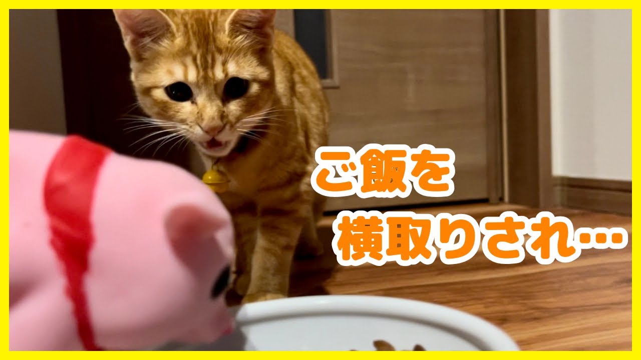 ご飯を横取りされた子猫がとった行動がこちらです…