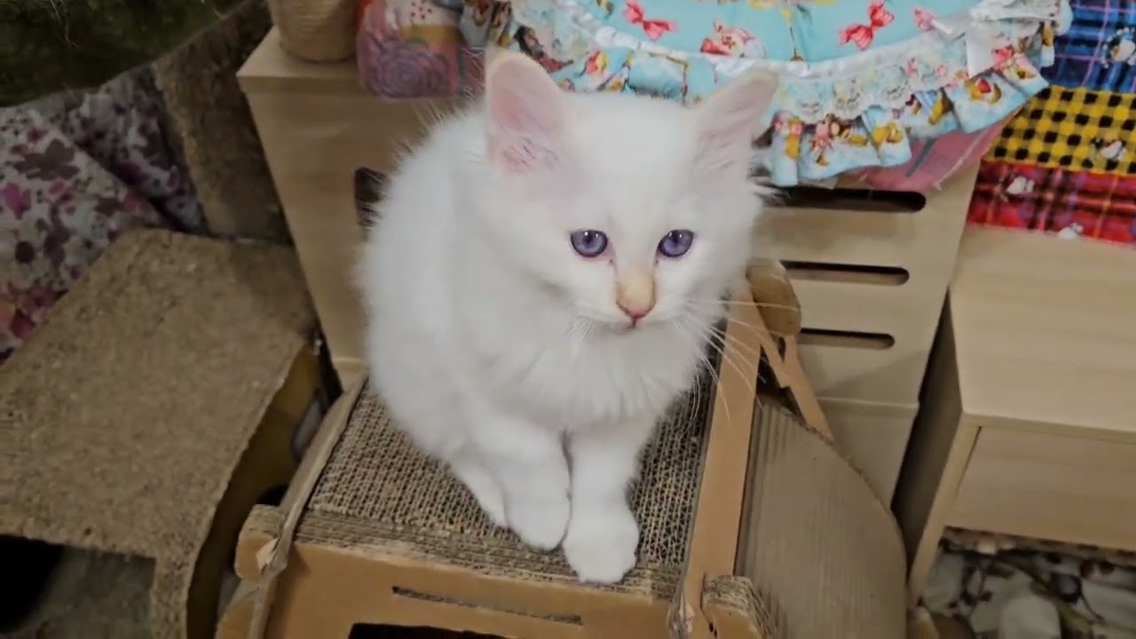 可愛くて飽きないバーマン子猫達🎵