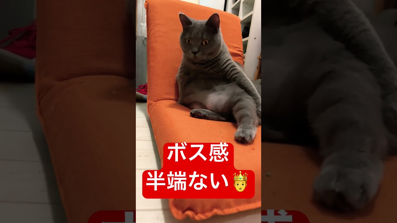 I'm the boss       #kawaii #cat #pets #chartreux #シャルトリュー #ねこ #japan #猫