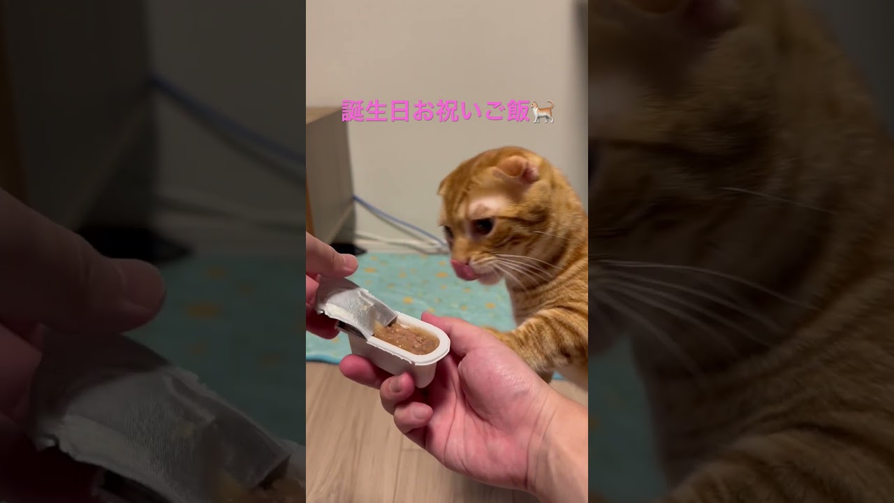 誕生日お祝いしてみた🐈 #cat #キンカロー #猫 #catlover #catlovers #catvideo #catvideos #고양이 #猫のいる暮らし #誕生日 #1歳