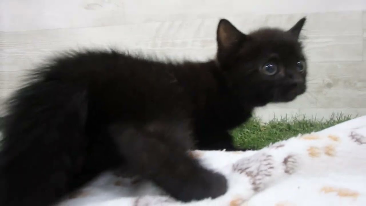 Coo&RIKU　No00653969 ボンベイ