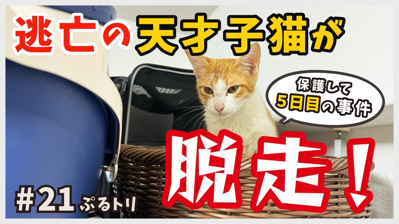 【猫 脱走】保護した天才子猫が５日目にして家出…一体どうやってケージから抜け出たの？【天才にゃんと天然にゃん・ぷるトリ21】/ brown and white kitten