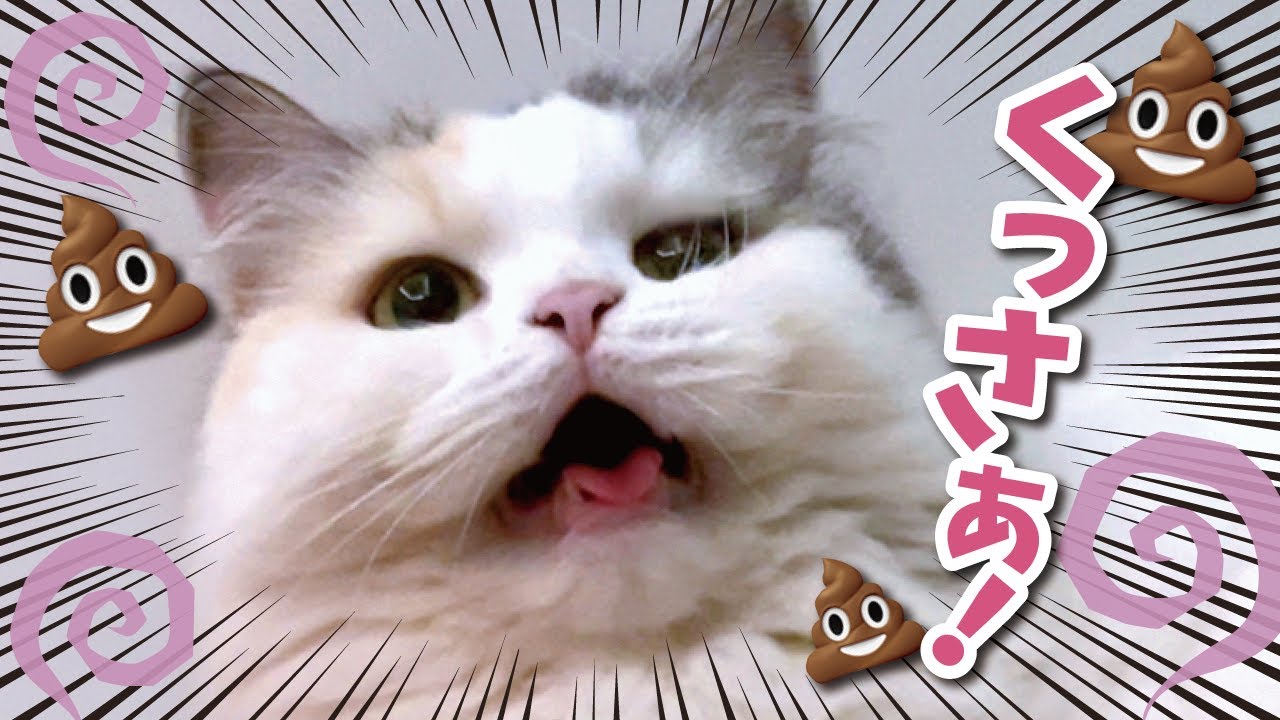 猫たちのトイレがとんでもない事になりました… 【関西弁でしゃべる猫】【猫アテレコ】