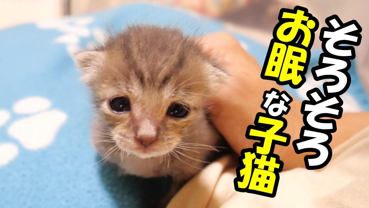 遊び疲れた子猫が眠たくなってきた【赤ちゃん猫　保護猫】