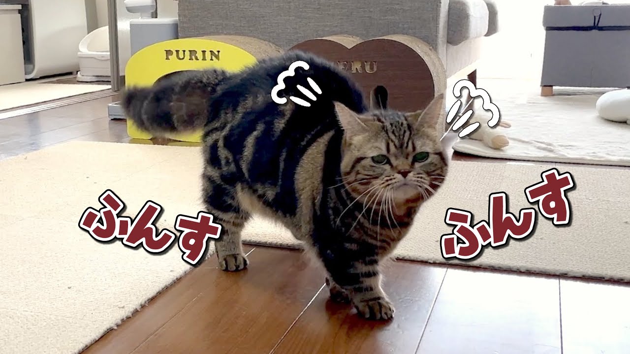 朝一番から元気すぎて手に負えない弟猫に困ってます！？