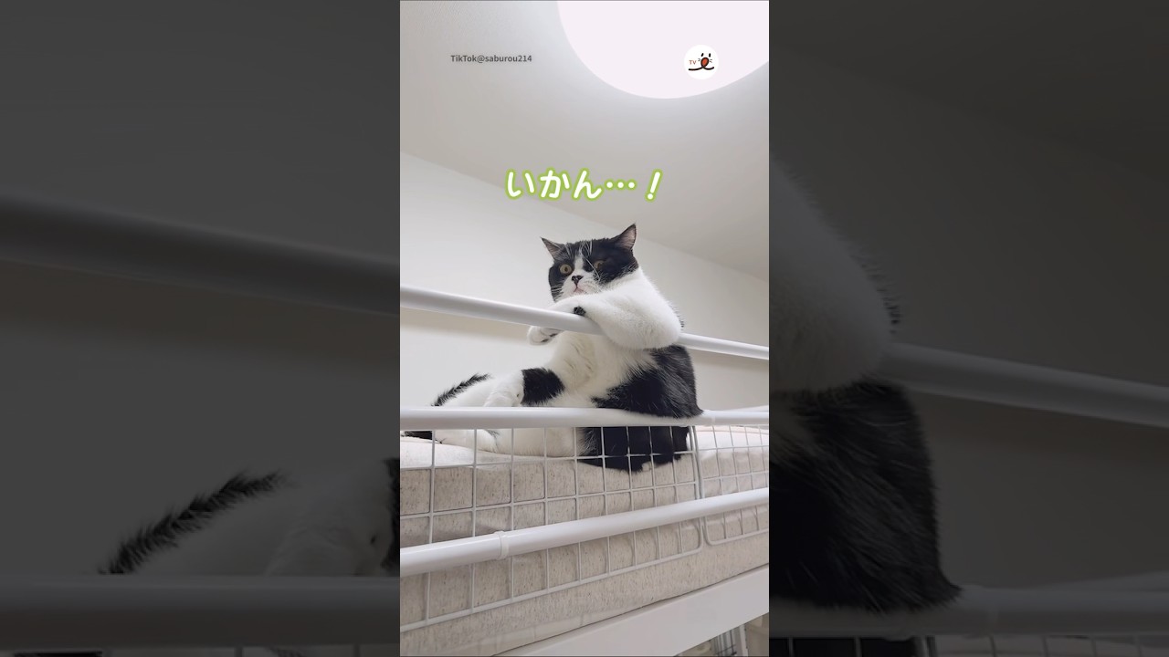 見てはいけない瞬間…｜PECO #白黒猫 #スコティッシュフォールド #blackandwhitecat  #scottishfold #猫 #猫動画 #猫のいる暮らし #cat #catlover