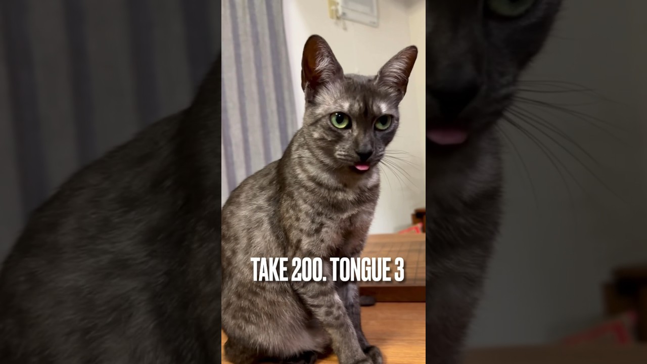 また#しまい忘れ たにゃ‼️🤪#あっかんべー #舌しまい忘れ #猫あるある #猫動画#funnycat #エジプシャンマウ#shorts