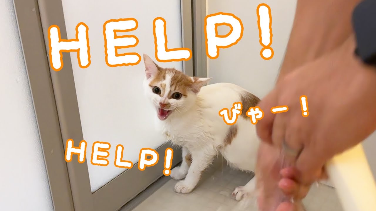 急遽子猫をシャンプーしたら「HELP!」と叫びまくりでした