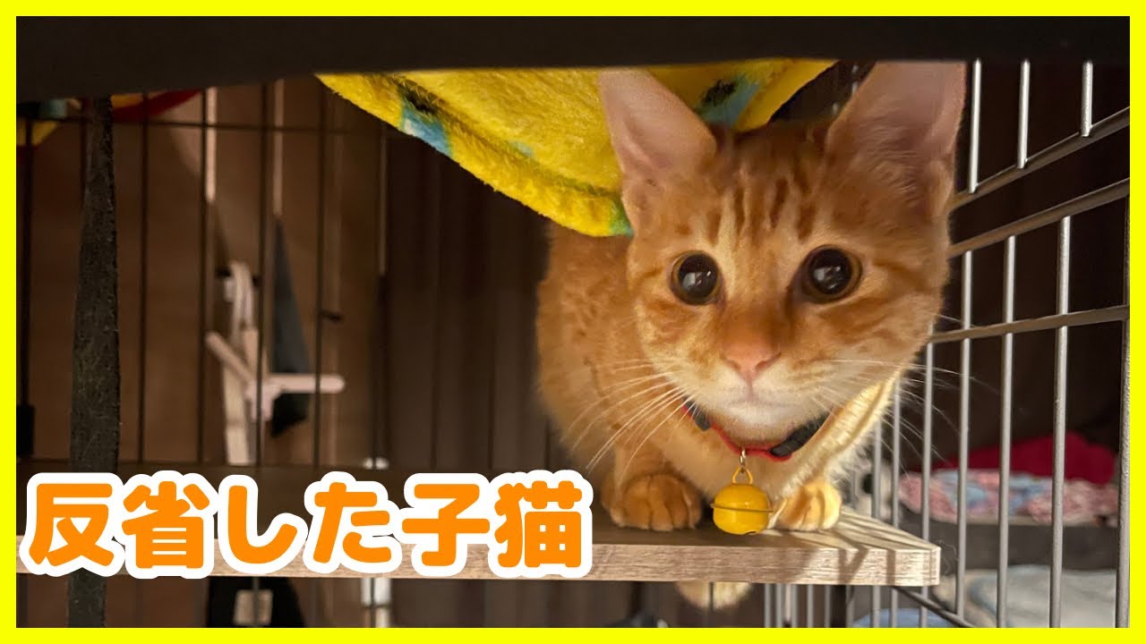 【保護猫】悪い事をした子猫をケージに入れた結果…