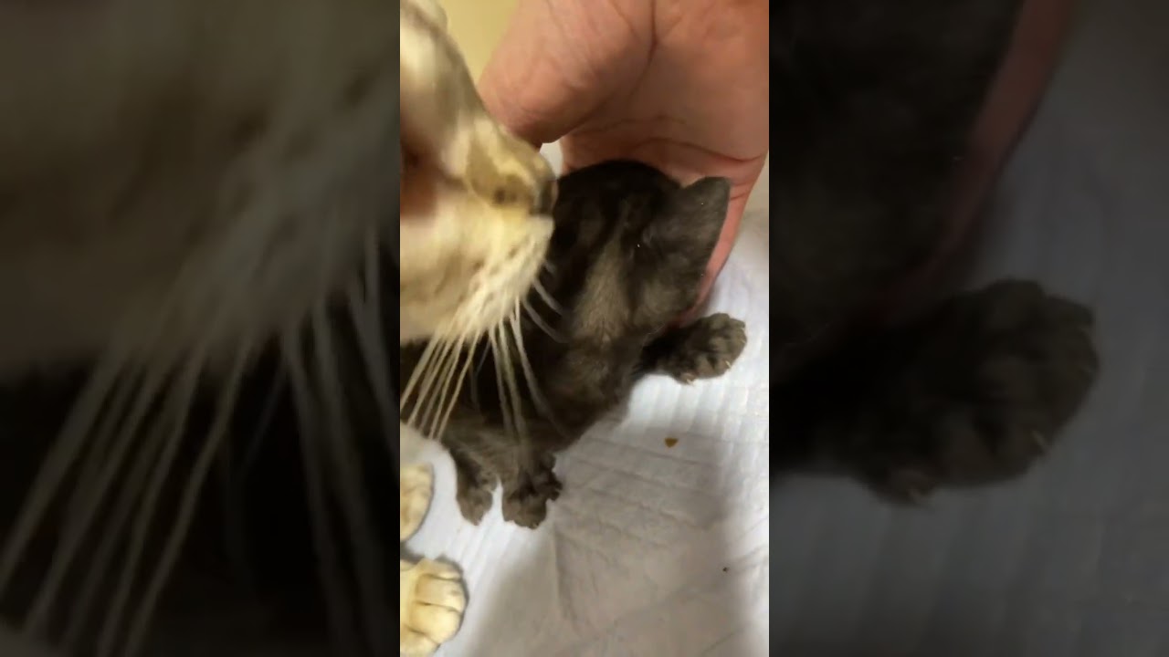 ブラックのベンガル赤ちゃん9/18オス #bengal #bengalkitten #ベンガル子猫 #ベンガル猫 #子猫 #猫