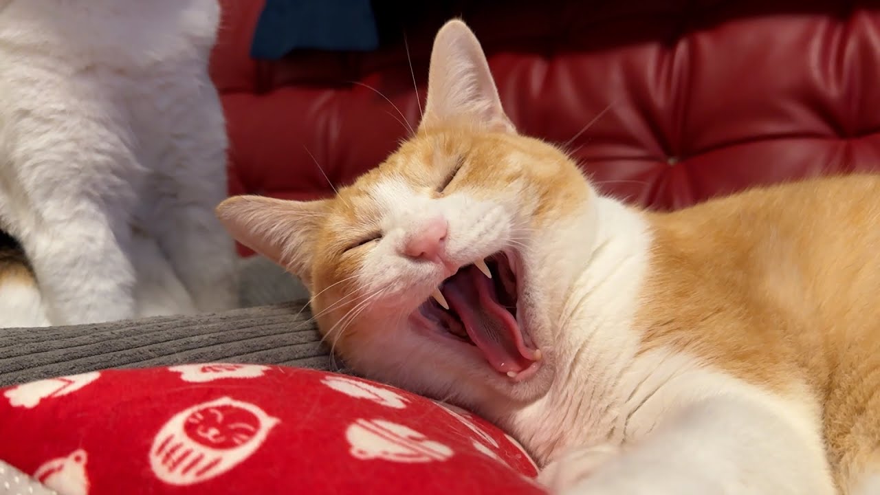 寝ている猫たちを叩きおこしたらあくびが止まらなくなりましたww
