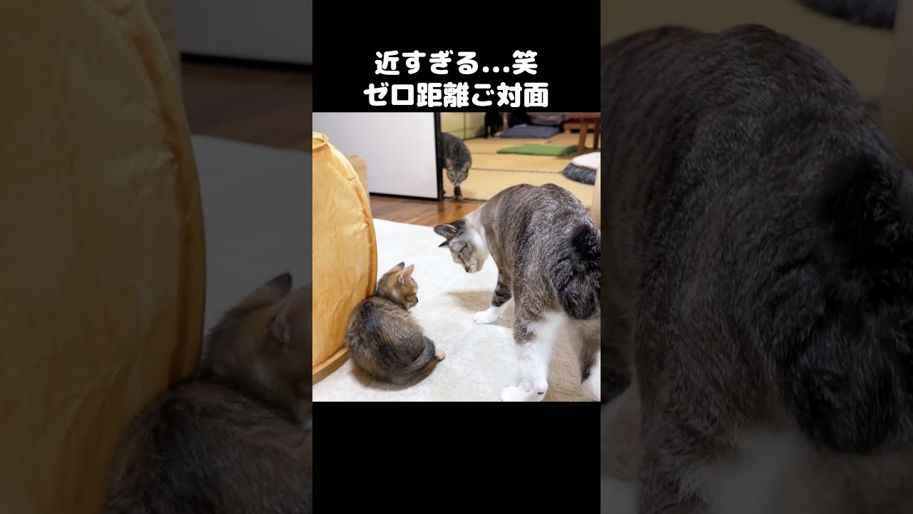 近すぎる先住猫と子猫のご対面　#shorts