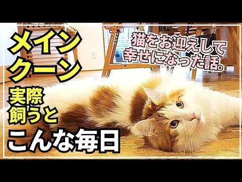 実際に大型猫メインクーンを飼って幸せだなぁ、って感じた話