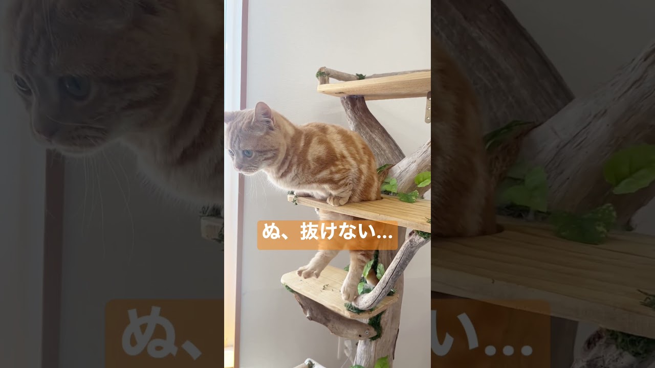 ちゃーぼーの大ピンチ！？ #shorts #猫 #マンチカン