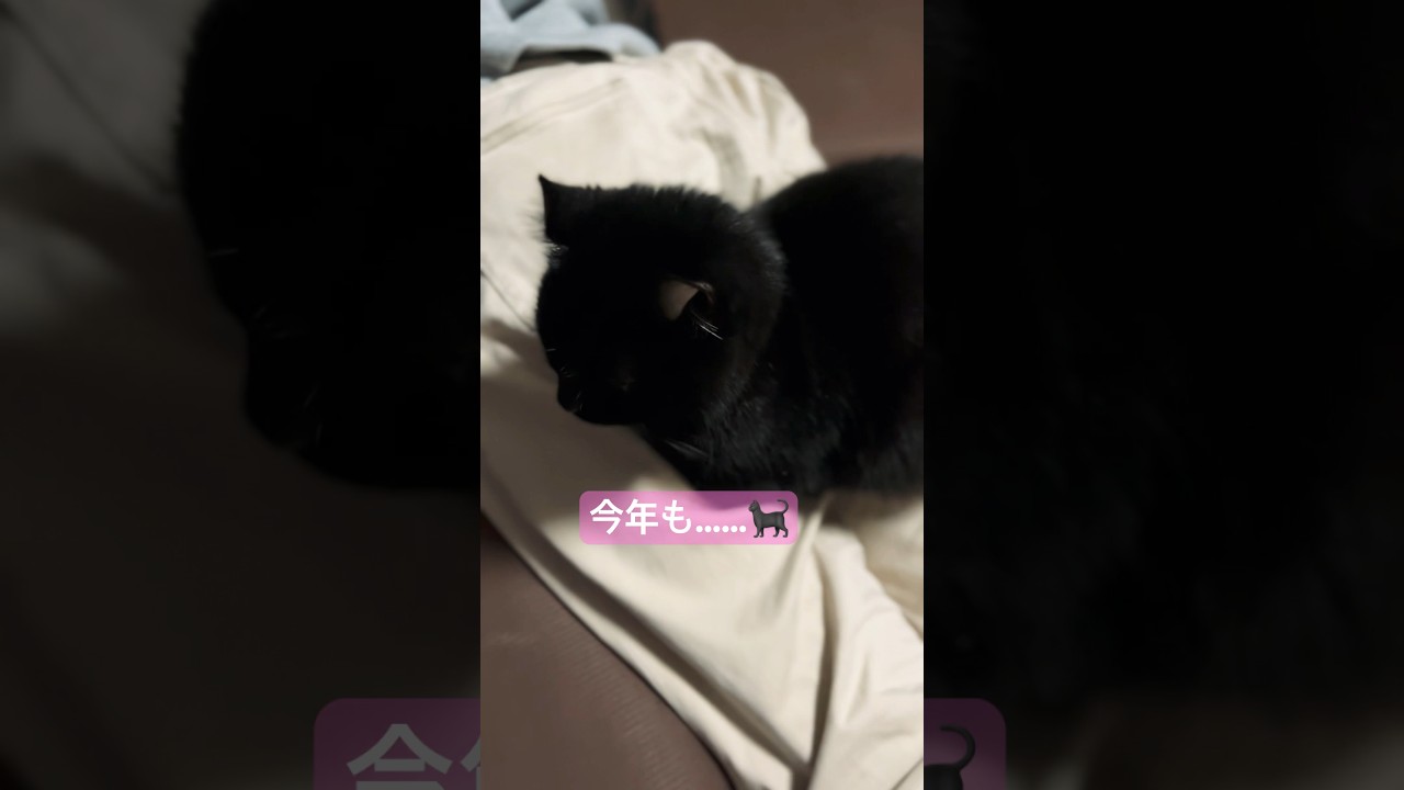 猫様は人間のお尻がやはり好きなようです…🐈‍⬛❤️‍🔥今年もエマ様の敷物に俺はなる❤️‍🔥#shorts  #アメリカンカール #猫 #cat