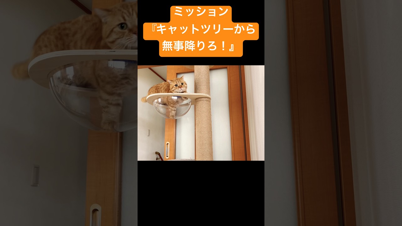 キャットツリーから無事降りろ！ #猫 #マンチカン #shorts
