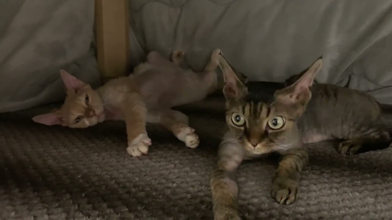 デボンレックス兄弟がこたつで寛いでいます(Devon Rex brothers relaxing in the Kotatsu heater)