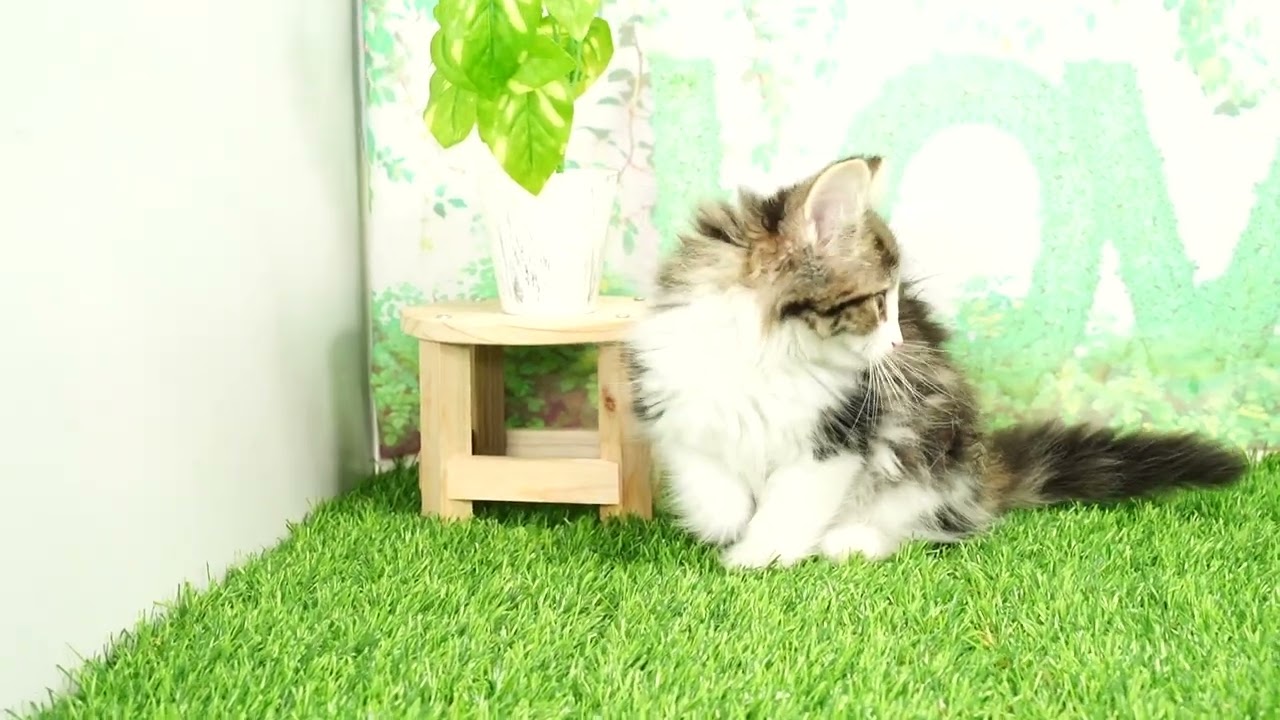 Coo&RIKU　No653979 ノルウェージャンフォレストキャット