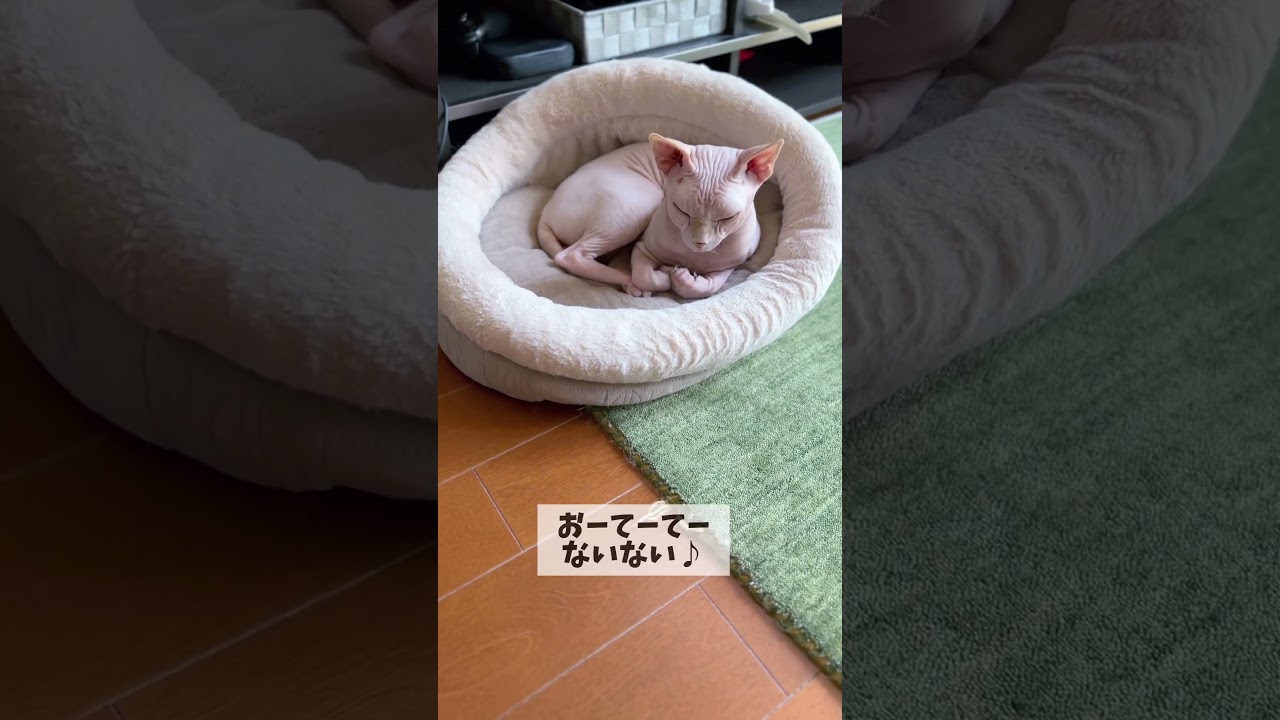おててないないのうた 【スフィンクス猫の場合】