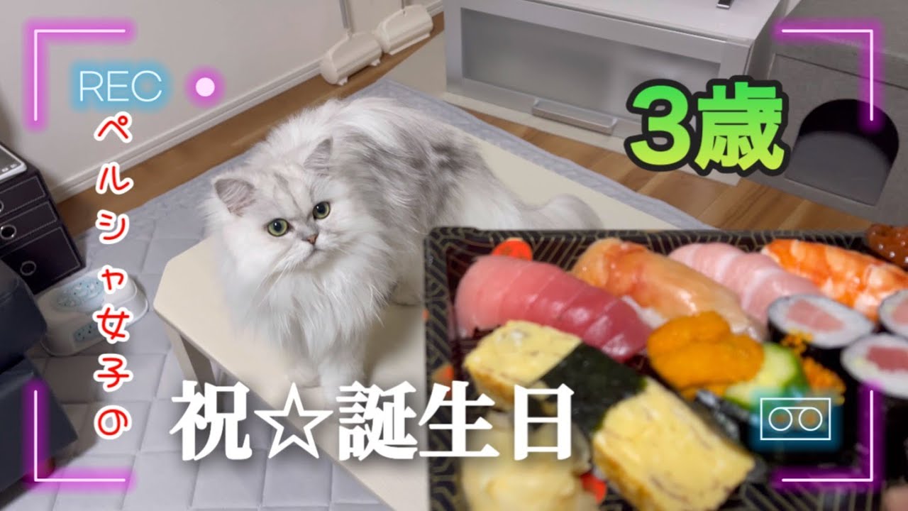 ペルシャ女子の『祝☆3歳の誕生日』【猫用ケーキ】