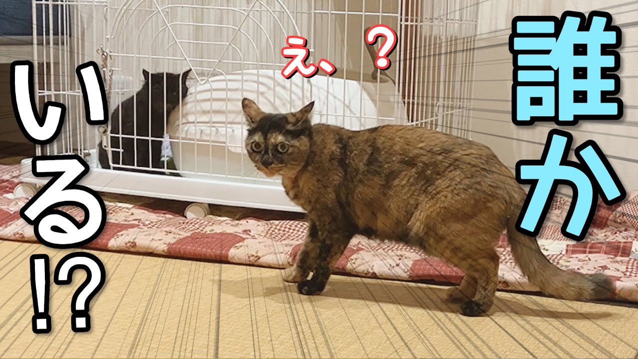 家に侵入する子猫を保護。先住猫と初めて対面