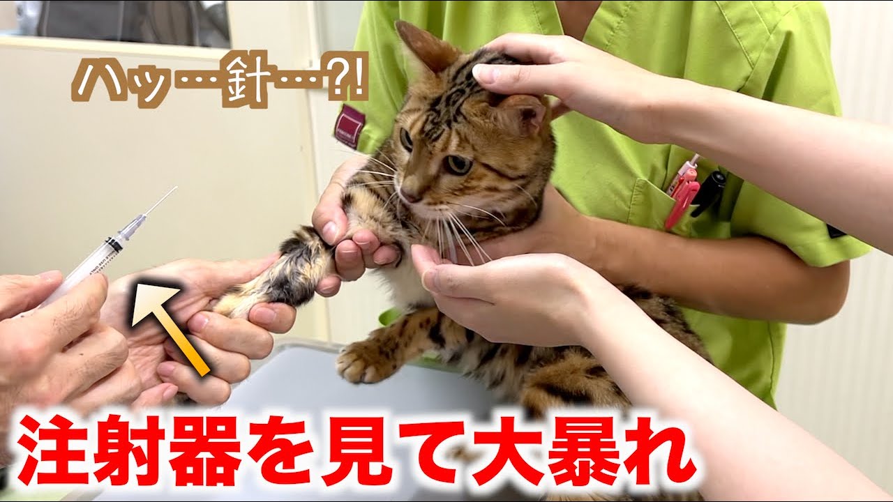 注射針＝怖いと学んでしまい、採血を拒否する猫
