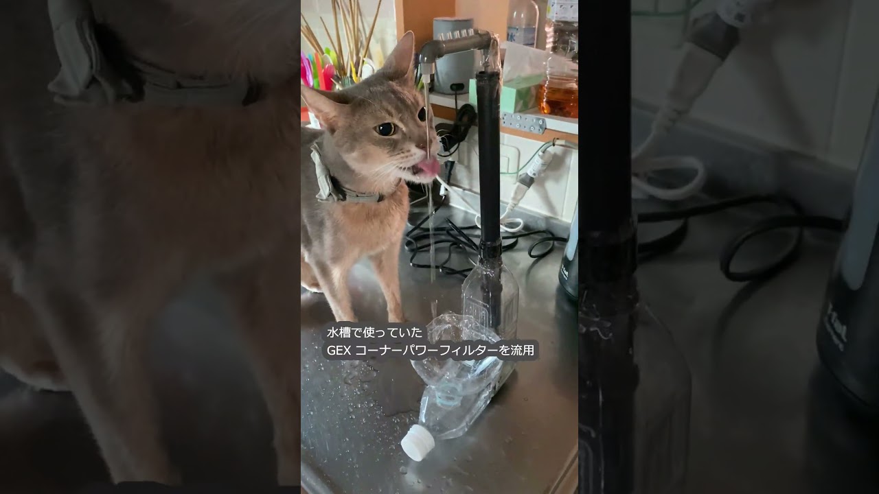 自動給水器 自作 豪快に水をこぼす猫 #shots #アビシニアン #自動給水器  #自作自動給水器