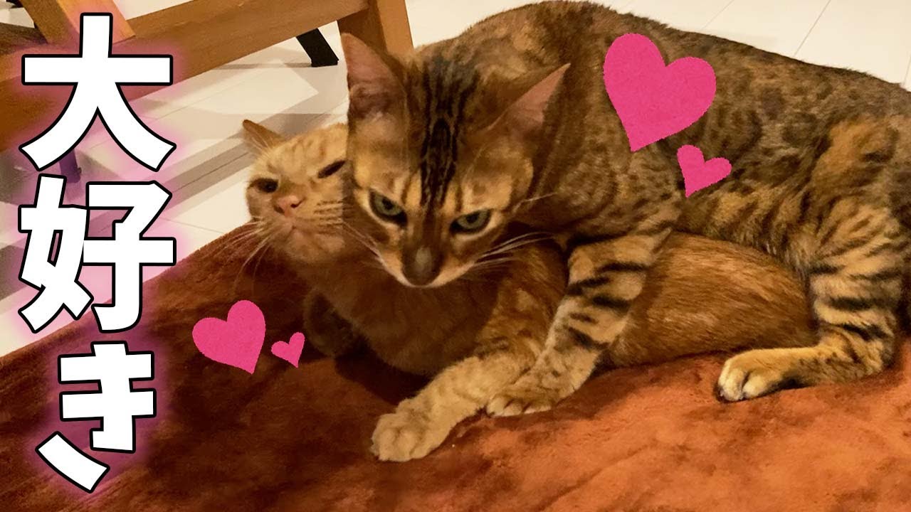 好きすぎて絶対に離れたくないベンガル猫【ベンガル】