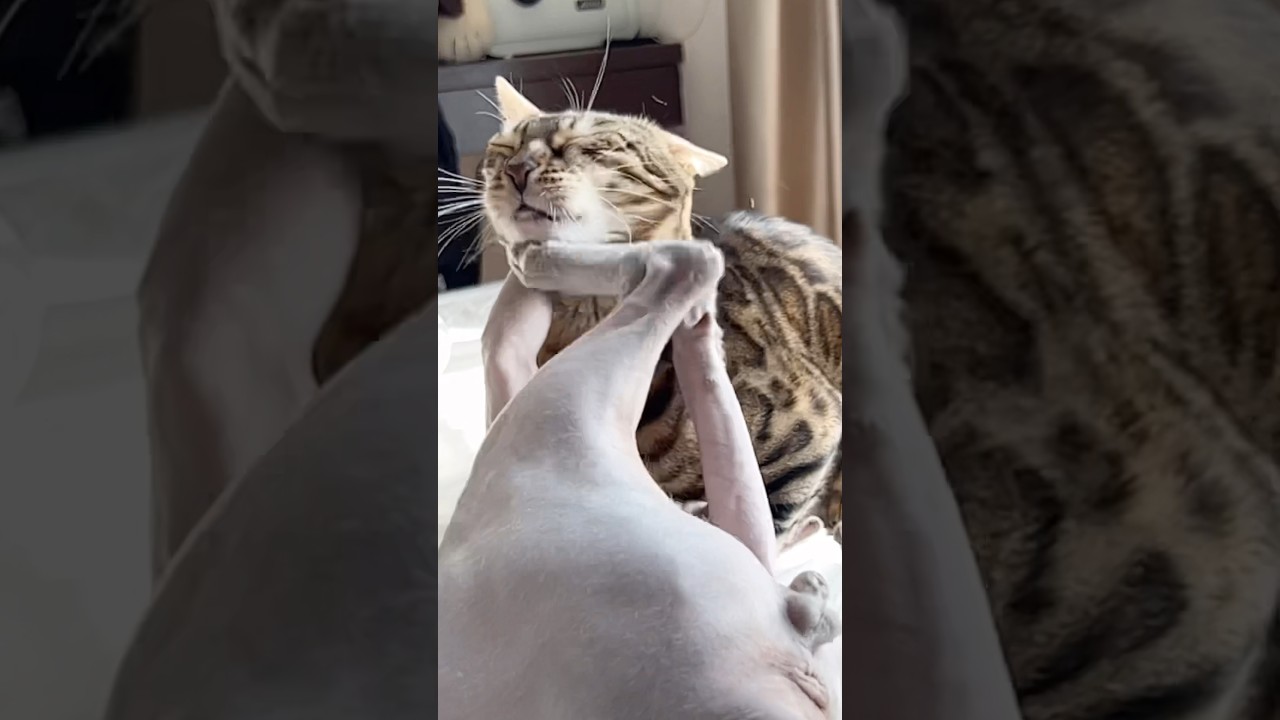 やられたらやり返す毛のない猫【スフィンクス猫】