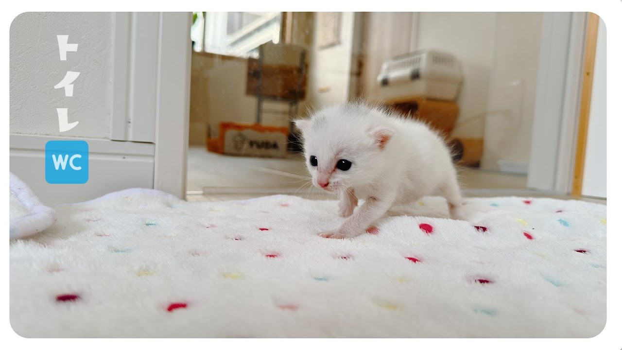 【163gのひとりっ子猫】「しゃー」約2分のトイレ★ただいるだけでかわいいはずです【保護猫生活3日目】