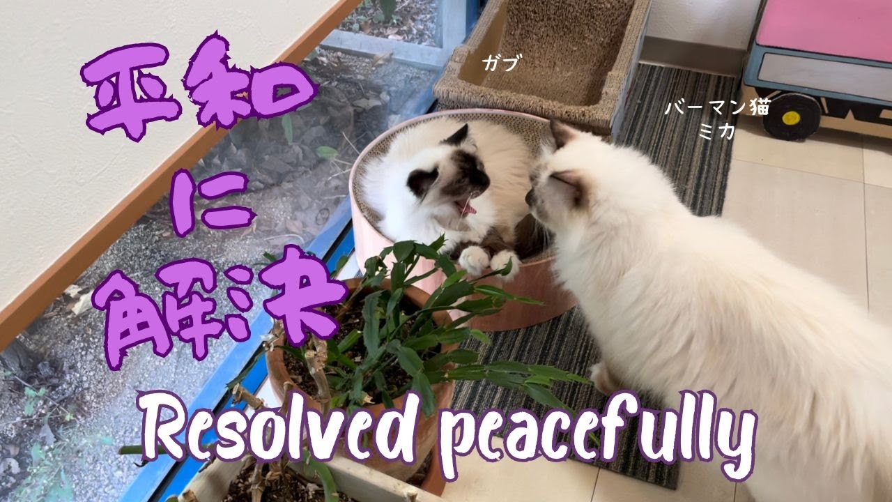バーマン猫ミカとガブ【平和に解決】Resolved peacefully（バーマン猫）Birman/Cat