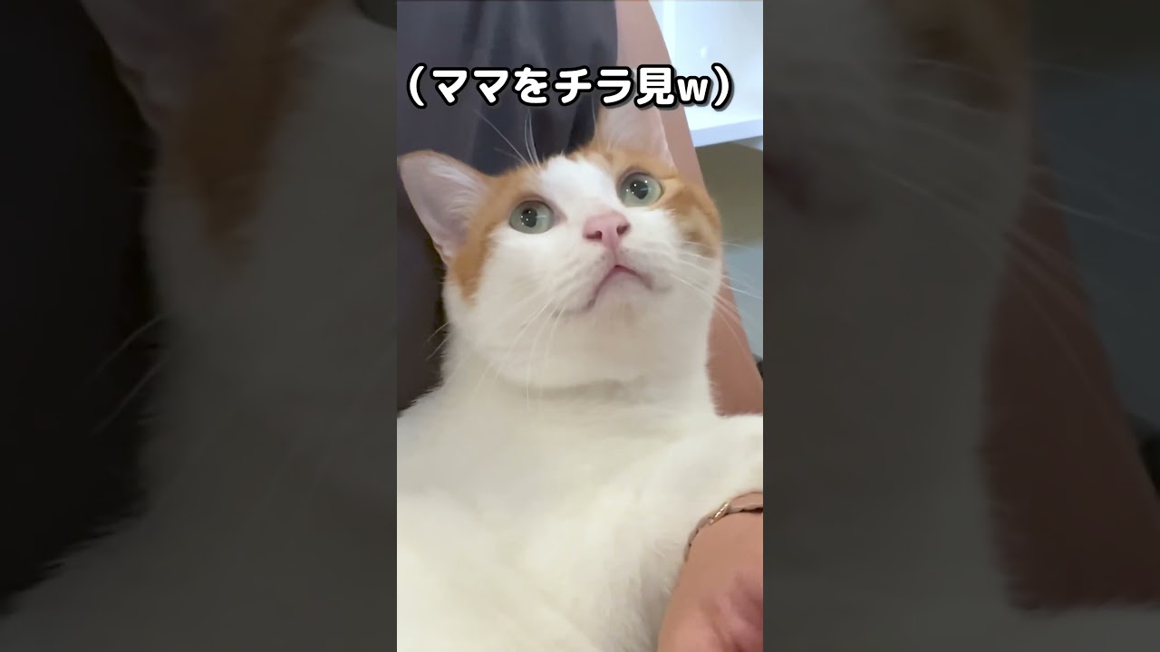 仕事中のママにかまって欲しい甘えんぼな猫 #shorts #ねこ #師匠