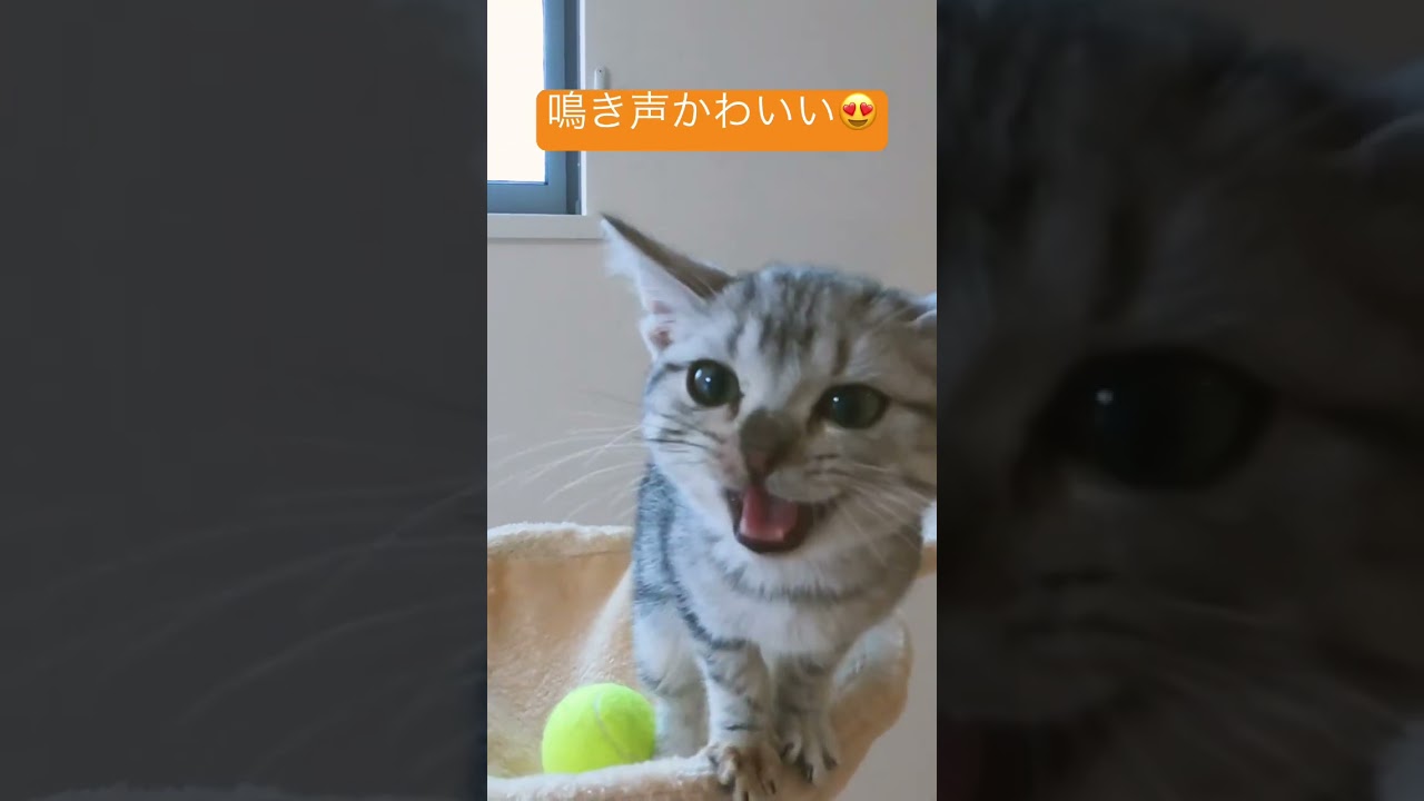鳴き声がかわいい子猫😍【アメリカンショートヘアー】 #shorts #こねこ #アメショー